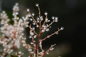 Japanese knotweed flowers. Polygonaceae perennial plants.　White flowers bloom from summer to autumn, and the young shoots in spring are edible and the roots are medicinal. 