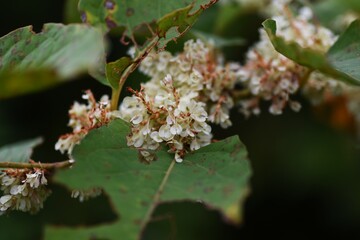 Japanese knotweed flowers. Polygonaceae perennial plants.　White flowers bloom from summer to autumn, and the young shoots in spring are edible and the roots are medicinal. 