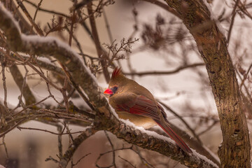 Beautiful cardinal standing on the the porch