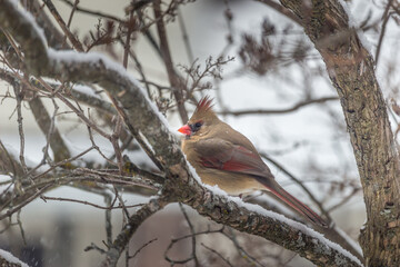 Beautiful cardinal standing on the the porch