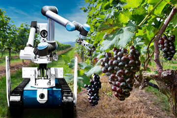 Smart robotic farmers analyze the growth and harvesting fresh grape  plants growing in vineyard. in futuristic robot automation to increase efficiency