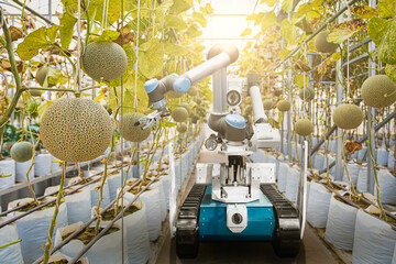 Smart robotic farmers analyze the growth and harvesting fresh melons or green melons or cantaloupe melons plants growing in greenhouse. in futuristic robot automation to increase efficiency