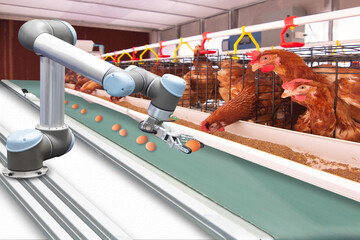 Robotic arm loading egg on conveyor of manufacture. automate processes production on smart farm,