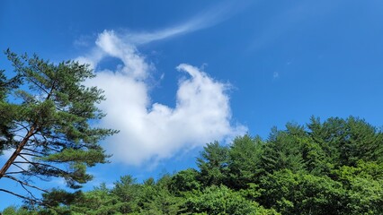 Obraz premium sky and trees