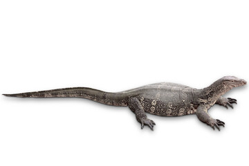 Asian water monitor isolated on white background with clipping path