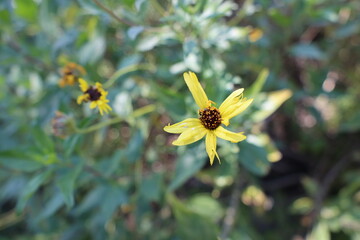 yellow flower