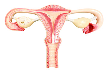 Ovaries and uterus with fallopian tubes of a human female reproduction isolated on a white background with clipping path - obrazy, fototapety, plakaty