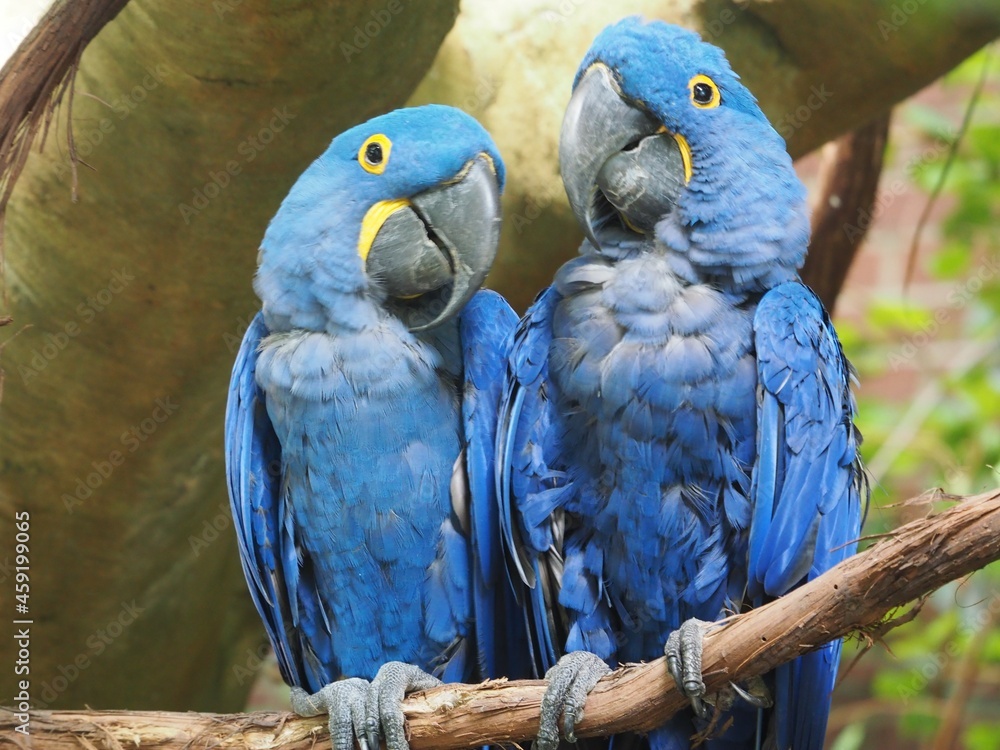 Wall mural Pittsburgh, PA/USA - 9/18/2021: National Aviary - Pair of Macaws