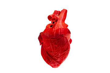Anatomical model of human heart isolated on white background with clipping path