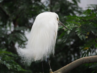 Pittsburgh, PA/USA - 9/18/2021: National Aviary - Snowy Egret Feathered Up