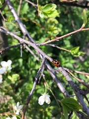 dragonfly on a branch