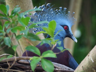 Pittsburgh, PA/USA - 9/18/2021: National Aviary - Victoria Crowned Pigeon Nesting