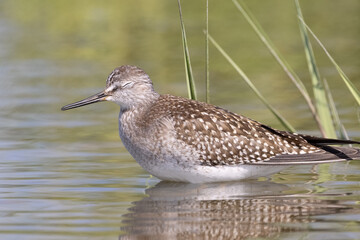 Sleeping Lesser Yellowlegs