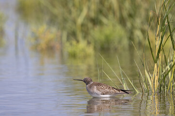 Fishing Lesser Yellowlegs