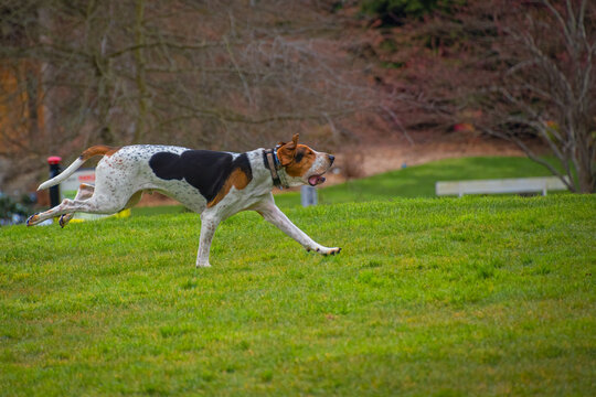 2020-03-31 A HOUND DOG RUNNING IN A PARK ON MERCER ISLAND WASHINGTON WITH A BLURRY FOREGROUND AND BACKGROUND