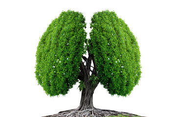 Conceptual image of green tree shaped in human lungs abundance of natural isolated on white...