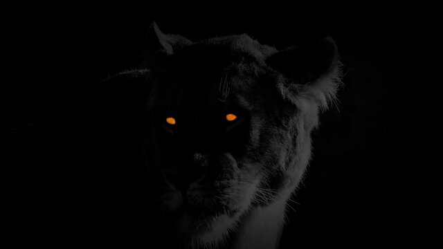 Lioness With Fiery Eyes Monochrome