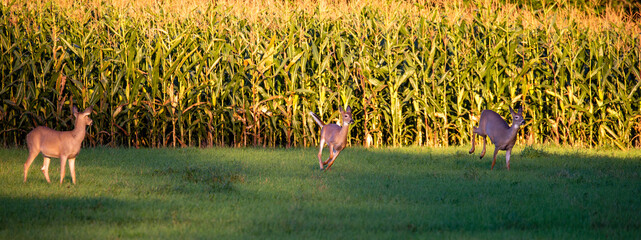 White-tailed deer (odocoileus virginianus) running next to a cornfield
