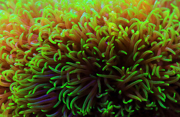 Fototapeta na wymiar Green star polyp soft coral - briareum violaceum