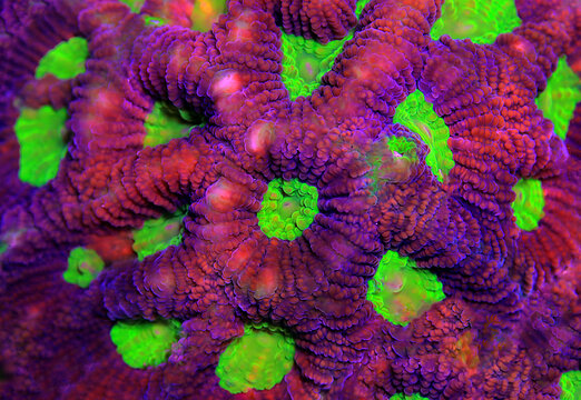 Tricolor Goniastrea LPS Coral - (Goniastrea sp.)