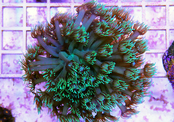 Green Goniopora, the Flower Pot LPS coral 