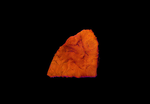 Bright Orange Leptoseris SPS coral - Leptoseris sp.