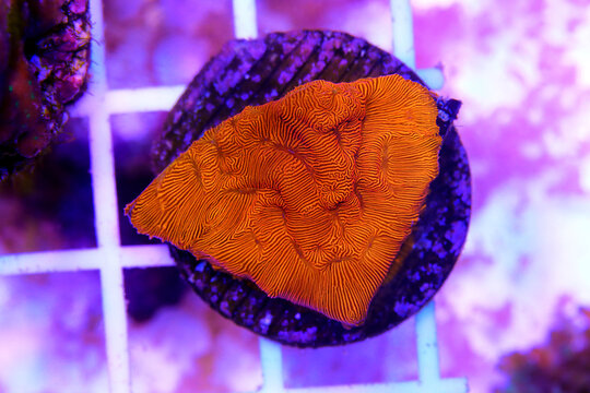 Bright Orange Leptoseris SPS coral - Leptoseris sp.