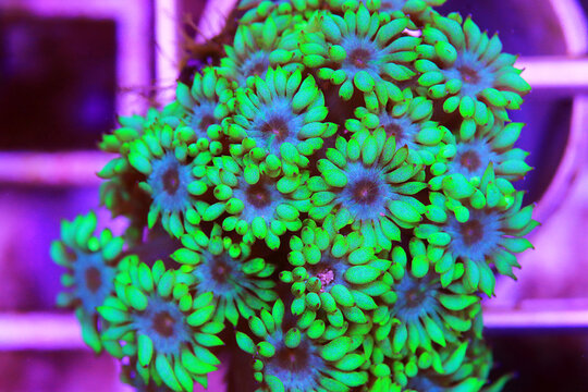 Green Goniopora, the Flower Pot LPS coral 