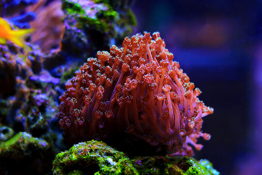 Red Goniopora, the Flower Pot LPS coral 