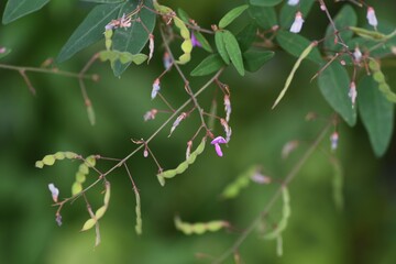 Narrow leaved vetch. Fabaceae annual vine plants.