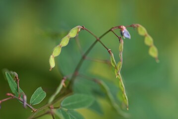 Narrow leaved vetch. Fabaceae annual vine plants.