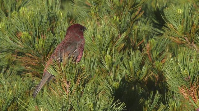 ギンザンマシコ雄(Pine grosbeak)