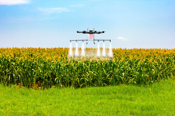 Drone for agriculture, smart farmer use drone for spray pesticide in Field of corn with...