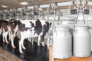 Can container milk with cow milking facility and mechanized milking equipment in the milking hall
