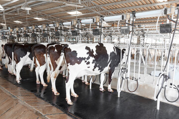 Cow milking facility and mechanized milking equipment in a modern farm