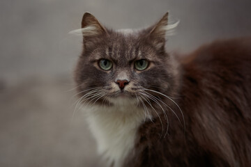 Fototapeta na wymiar A beautiful gray cat on the street. Portrait of a cat.