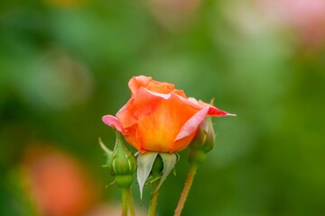 ひっそりと咲くちょうど見頃のオレンジ色のバラ