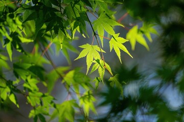 木漏れ日浴びて輝く青モミジ