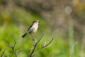 枝に止まってくつろぐ子育て中のキビタキ メス＠蓼科、長野