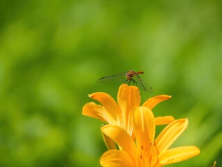 満開のニッコウキスゲにとまってくつろぐ赤とんぼ＠蓼科、長野