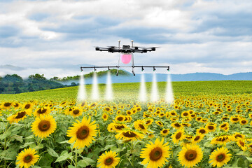 Drone for agriculture, smart farmer use drone for spray pesticide in sun flower field