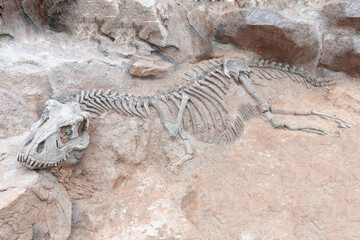 Dinosaur skeleton in ground stone Fossil Tyrannosaurus archaeological excavations. Prehistoric...