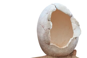 Fotobehang Dinosaur egg isolated on white background with clipping path © thanapun