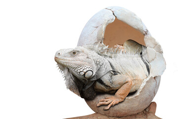 Dinosaur emerges from an egg isolated on white background with clipping path