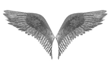 Eagle wing metal plumage isolated on white background with clipping path