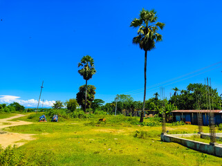 Obraz premium Two palm trees in the field