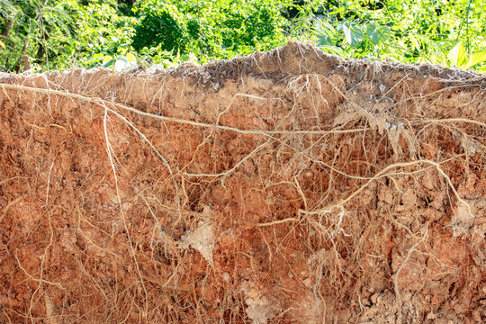 Layers of soil with roots trees in underground