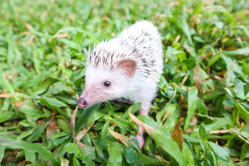  Dwarf porcupine little cute on the green grass