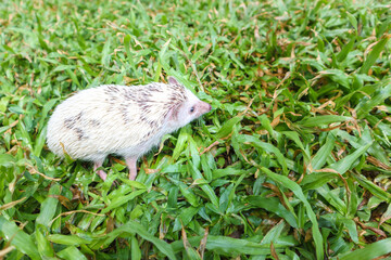 Hedgehog or Dwarf porcupine on the green grass