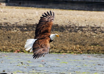 Bald Eagle Taking Off